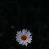Arzu